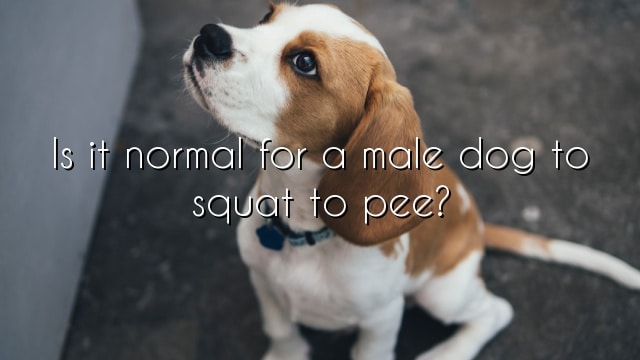 Is it normal for a male dog to squat to pee?
