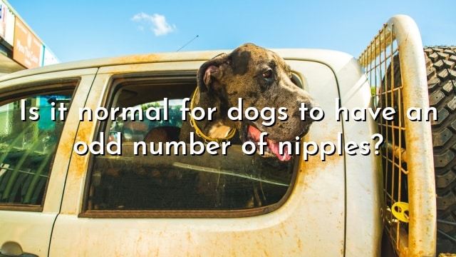 Is it normal for dogs to have an odd number of nipples?