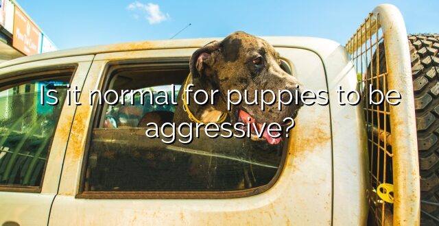 Is it normal for puppies to be aggressive?