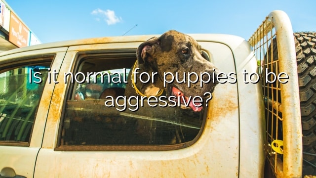 Is it normal for puppies to be aggressive?