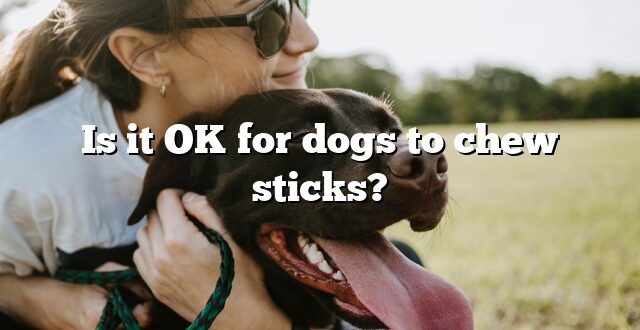 Is it OK for dogs to chew sticks?