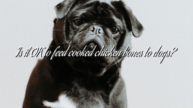 Is it OK to feed cooked chicken bones to dogs?