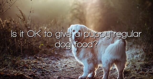 Is it OK to give a puppy regular dog food?