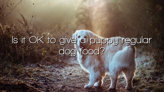 Is it OK to give a puppy regular dog food?