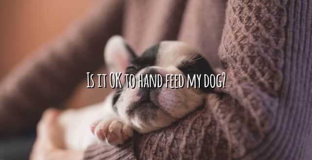 Is it OK to hand feed my dog?