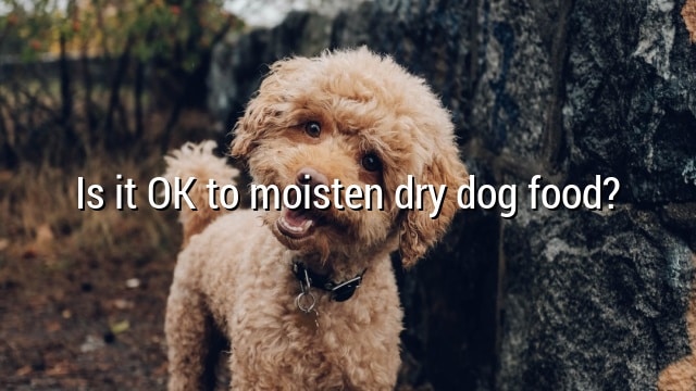 Is it OK to moisten dry dog food?