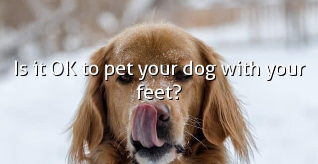 Is it OK to pet your dog with your feet?