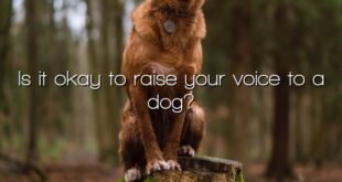 Is it okay to raise your voice to a dog?
