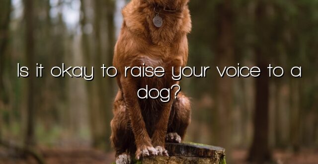 Is it okay to raise your voice to a dog?