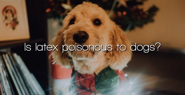 Is latex poisonous to dogs?