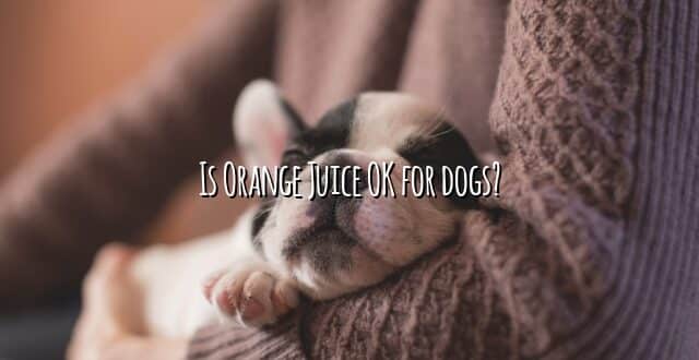 Is Orange Juice OK for dogs?