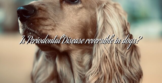 Is Periodontal Disease reversible in dogs?