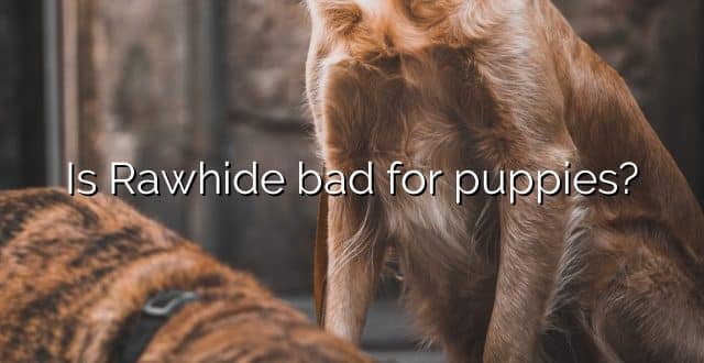 Is Rawhide bad for puppies?