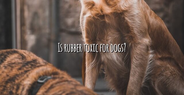 Is rubber toxic for dogs?