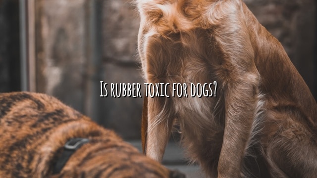 Is rubber toxic for dogs?