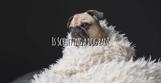 Is Scruffing a dog bad?