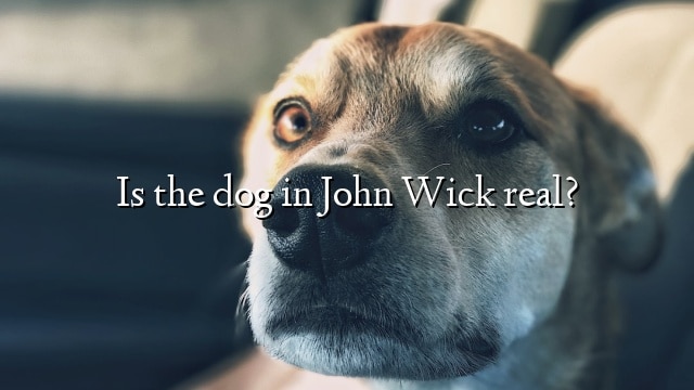 Is the dog in John Wick real?