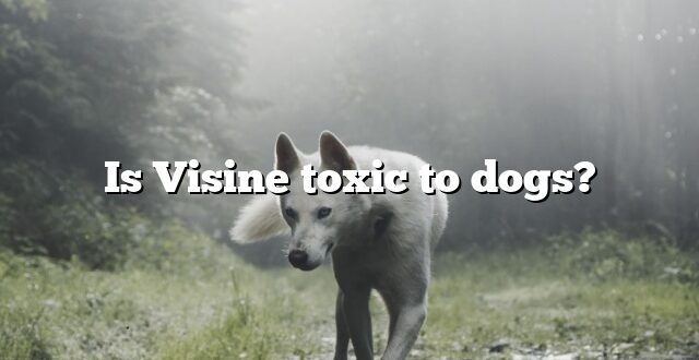Is Visine toxic to dogs?