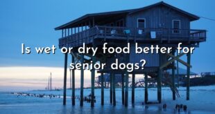 Is wet or dry food better for senior dogs?