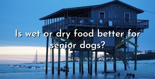 Is wet or dry food better for senior dogs?