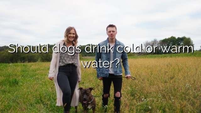 Should dogs drink cold or warm water?