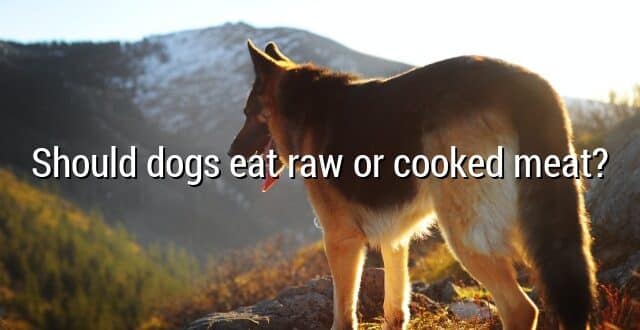 Should dogs eat raw or cooked meat?