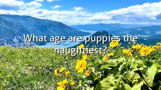What age are puppies the naughtiest?