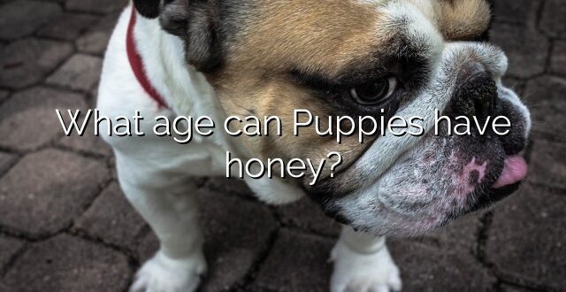 What age can Puppies have honey?