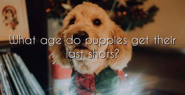 What age do puppies get their last shots?