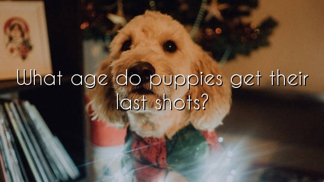 What age do puppies get their last shots?