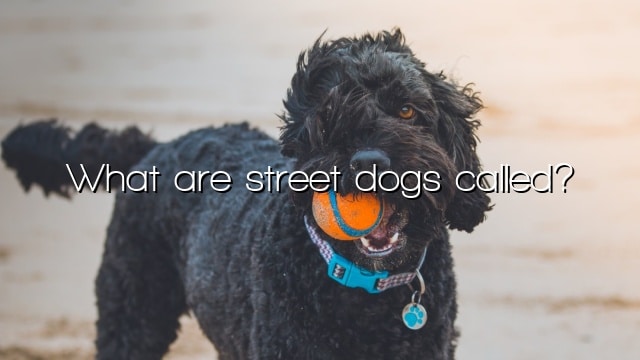 What are street dogs called?