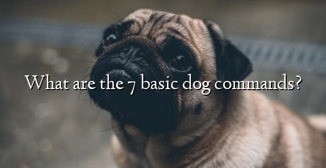 What are the 7 basic dog commands?