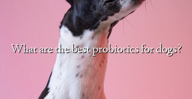 What are the best probiotics for dogs?