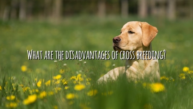 What are the disadvantages of cross breeding?