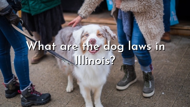 What are the dog laws in Illinois?