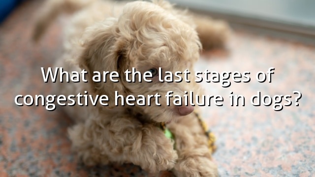 What are the last stages of congestive heart failure in dogs?