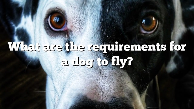 What are the requirements for a dog to fly?