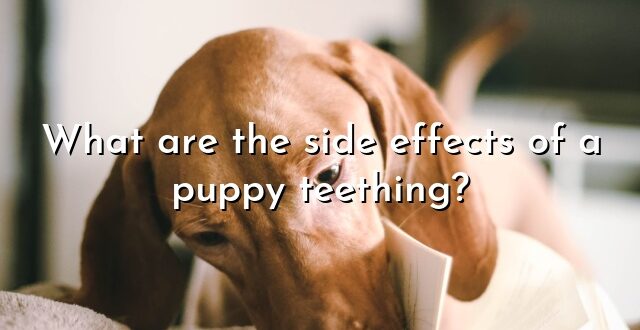 What are the side effects of a puppy teething?