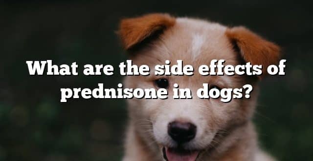 What are the side effects of prednisone in dogs?