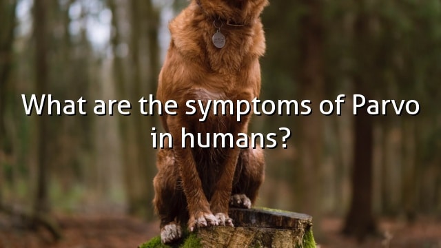 What are the symptoms of Parvo in humans?