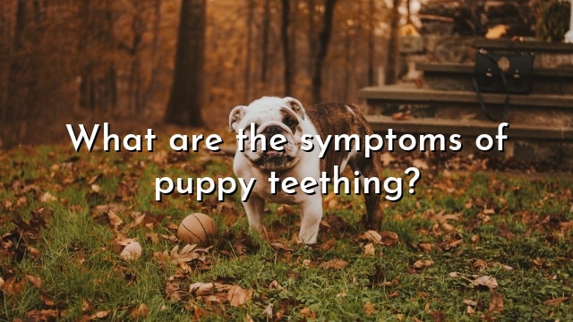 What are the symptoms of puppy teething?