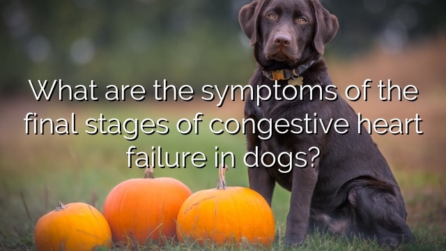 What are the symptoms of the final stages of congestive heart failure in dogs?
