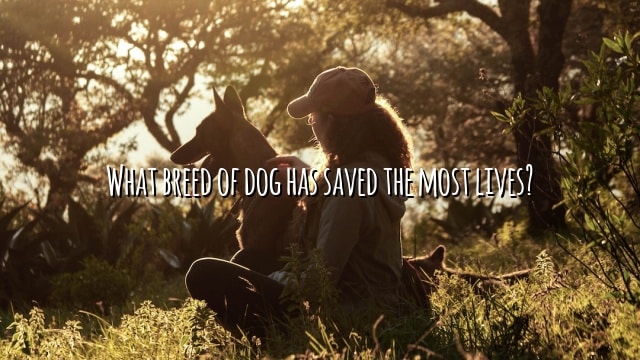 What breed of dog has saved the most lives?