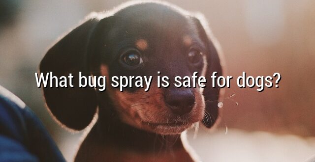 What bug spray is safe for dogs?