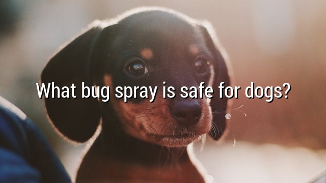 What bug spray is safe for dogs?
