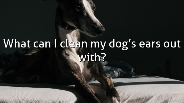 What can I clean my dog’s ears out with?