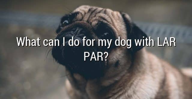 What can I do for my dog with LAR PAR?