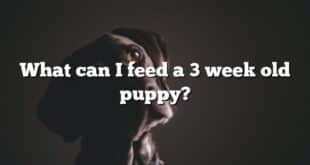 What can I feed a 3 week old puppy?