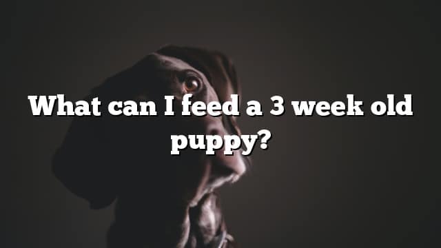 What can I feed a 3 week old puppy?
