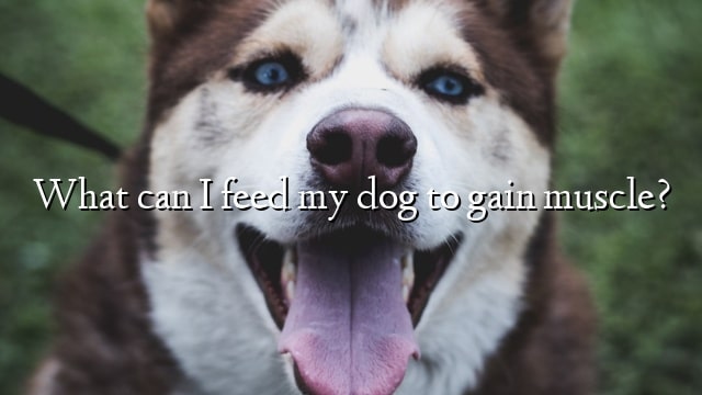 What can I feed my dog to gain muscle?
